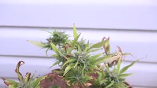 WESTMINSTER COLORADO-2015: Small Pointed Leaf Plant Pruning With Curved Shears
