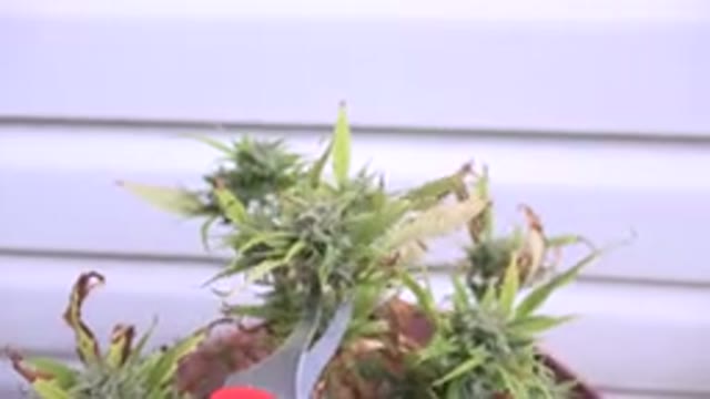 WESTMINSTER COLORADO-2015: Cannabis Plant Sitting Outside During The Time Of