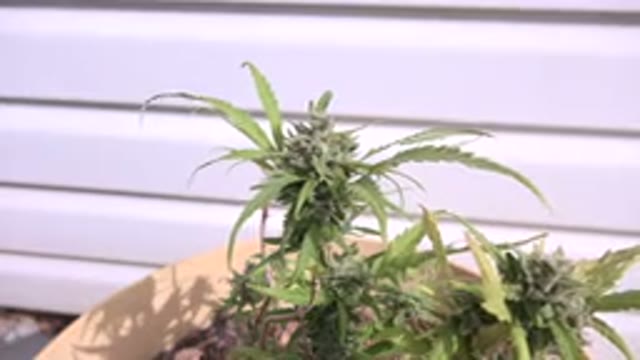 WESTMINSTER COLORADO-2015: Plucking Green Weed From Potted Plant on White Tile