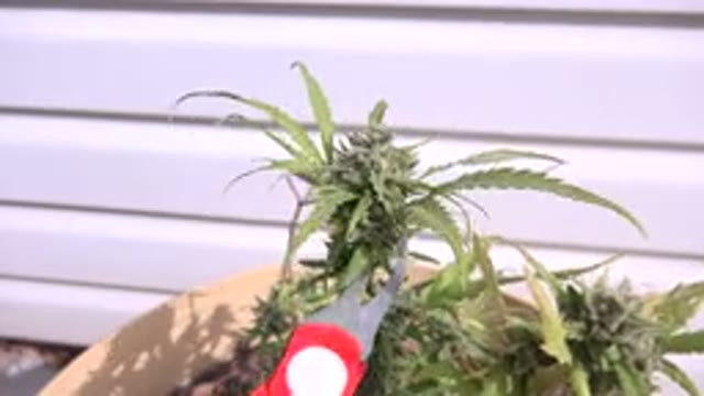 WESTMINSTER COLORADO-2015: Wind Blowing Leaves Cut Garden Scissors Fell On The Ground