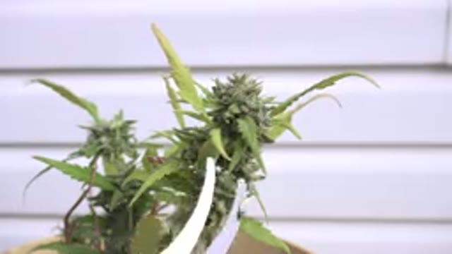 WESTMINSTER COLORADO-2015: Cannabis Plants Growing And Being Harvested At
