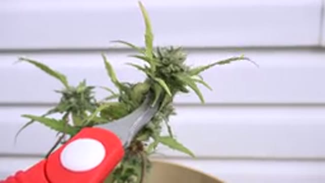 WESTMINSTER COLORADO-2015: How To Properly Trim Buds For Maximum Growth