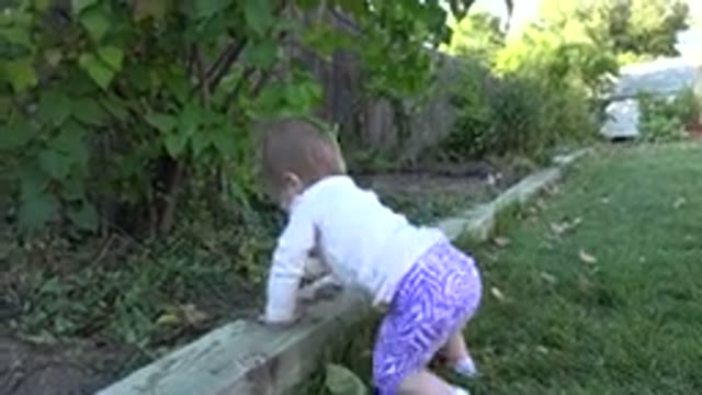 WESTMINSTER COLORADO-2015: A Little Baby in Purple Pants Reaches for the Leaves