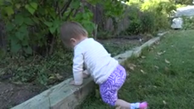 WESTMINSTER COLORADO-2015: A Baby Keeled Down At A Fenced Area While She Observes