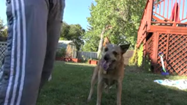 WESTMINSTER COLORADO-2015: Brown Dog Looks Up At Person Wearing Grey Pants On A