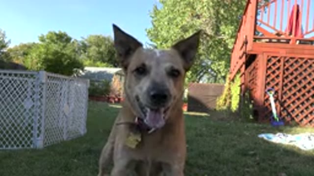 WESTMINSTER COLORADO-2015: Dog Playing With Its Owner In The Garden To Fetch The Toy