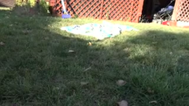WESTMINSTER COLORADO-2015: Baby Learning To Crawl In The Home Garden With Her