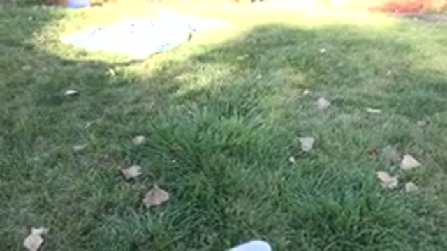 WESTMINSTER COLORADO-2015: Lounging In The Yard On The Grass In My Socks While