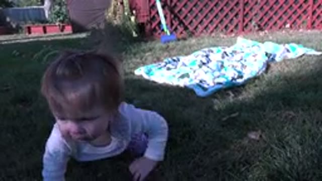 WESTMINSTER COLORADO-2015: Baby Shows Off A Leaf While Crawling Across The