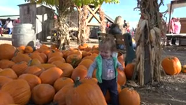 BRIGHTON COLORADO-2015: Little Girl Walking Through A Pumpkin Sale At A Farm