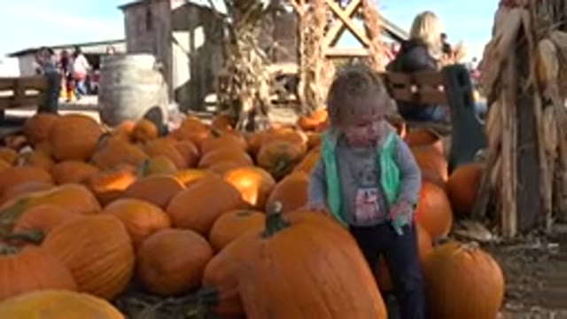 BRIGHTON COLORADO-2015: Female Toddler Enjoying A Day At A Pumpkin Patch On A