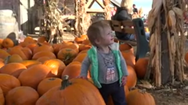 BRIGHTON COLORADO-2015: A Cute Little Boy Standing Next to Lots of Pumpkins in a Market