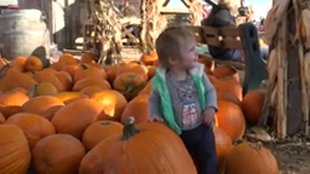 BRIGHTON COLORADO-2015: A Child Standing In Front Of A Large Patch Of Orange Pumpkins
