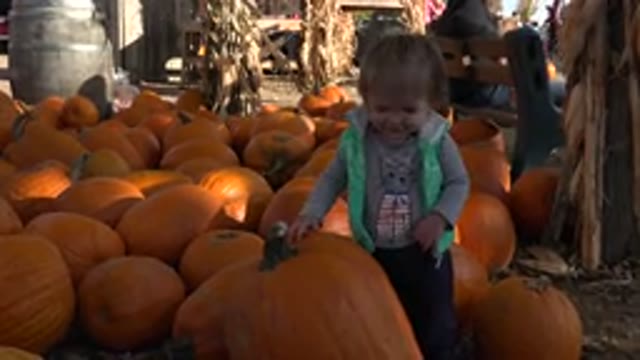 BRIGHTON COLORADO-2015: Little Girl Going Through A Sale Of Pumpkins