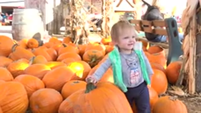 BRIGHTON COLORADO-2015: Little Girl At A Farm Where They Sell Pumpkins