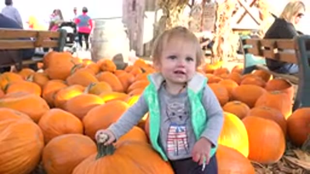 BRIGHTON COLORADO-2015: Little Girl Leaning on Pumpkins on the Floor