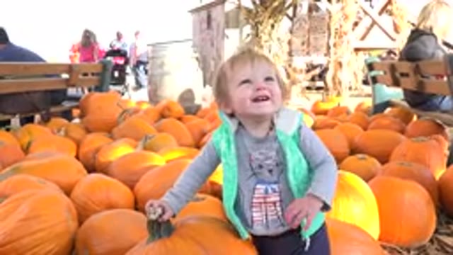 BRIGHTON COLORADO-2015: A Blonde Female Toddler Holds Onto A Large Pumpkin And