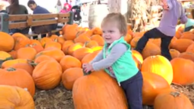 BRIGHTON COLORADO-2015: Toddlers First Pumpkin Patch