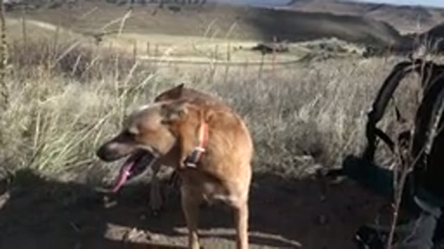 GOLDEN COLORADO-2015: Dog Has Fun Playing In The Middle Of The Vegetation With