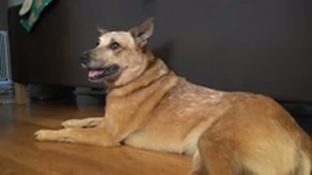 WESTMINSTER COLORADO-2015: Tan Colored Medium Sized Dog Lays On Wood Floor