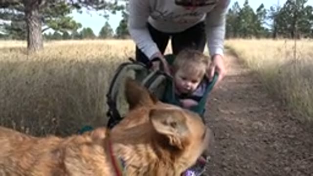 GOLDEN COLORADO-2015: Brown Dog Looks At Toddler Sitting In Green Infant Carrier