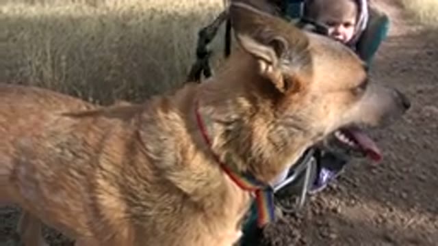 GOLDEN COLORADO-2015: Small Kid In Wheelchair Smiling Towards A Big Dog In Front
