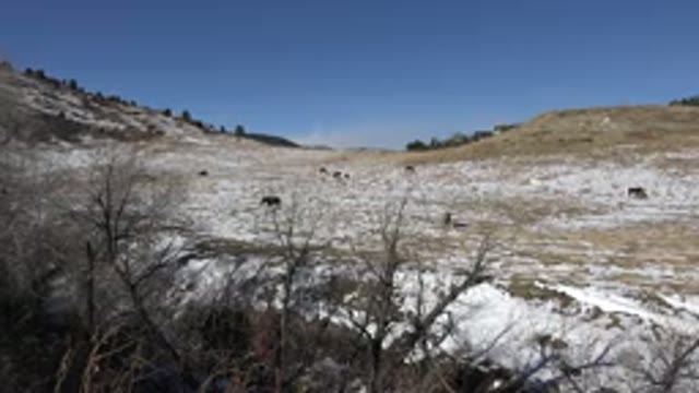 GOLDEN COLORADO-2015: Barren Field With Snow In Winter With Animals