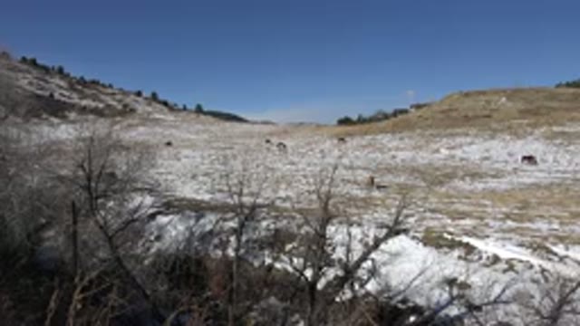 GOLDEN COLORADO-2015: Animals On Hillside In Distance Snow On Ground Blue Sky