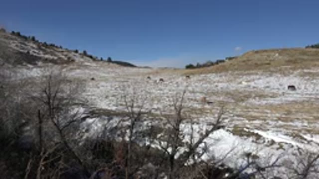 GOLDEN COLORADO-2015: Filming Of An Afternoon In A Place Where A Lot Of Vegetation And Snow
