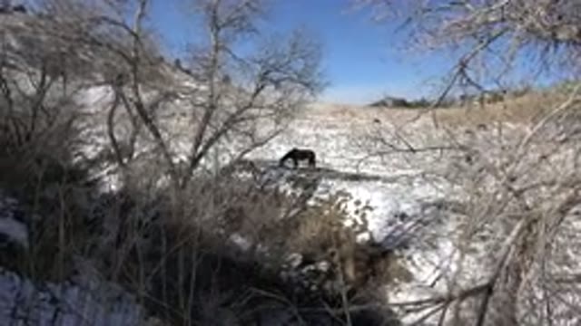 GOLDEN COLORADO-2015: Animal Standing Amid Dry Vegetation And Snow During The