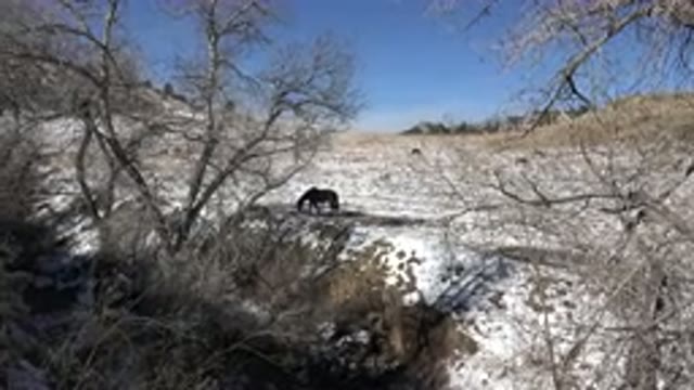 GOLDEN COLORADO-2015: Horse Grazes On Snow Covered Hillside On Sunny Day