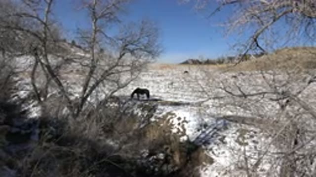 GOLDEN COLORADO-2015: Horse Feeding In Frozen Landscape Surrounded By Trees With
