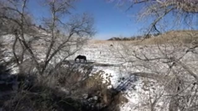 GOLDEN COLORADO-2015: Horse In A Field Eating Herbage On The Ground