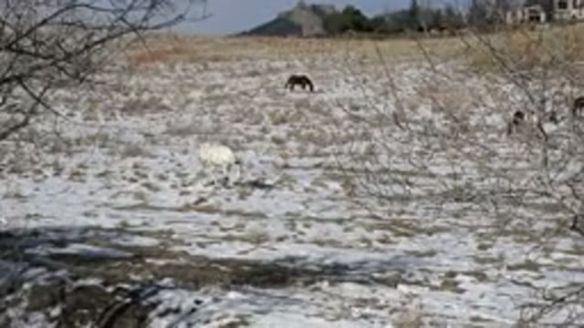 GOLDEN COLORADO-2015: Camera Zooms In On Horses Grazing In Snow Covered Field On