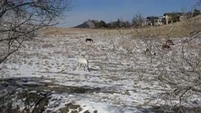 GOLDEN COLORADO-2015: Animals In The First Snow Of The Year