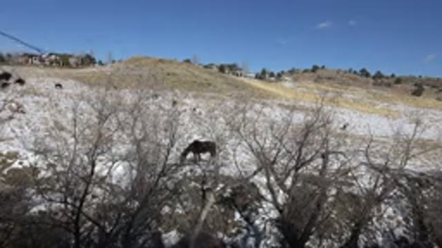 GOLDEN COLORADO-2015: Horses Grazing On A Snowy Hillside With A Slight Breeze