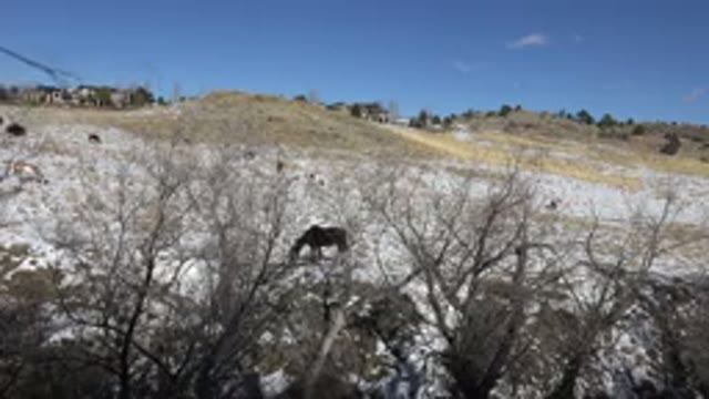 GOLDEN COLORADO-2015: A Horse Obscured by Trees Grazes on a Snowy Hillside