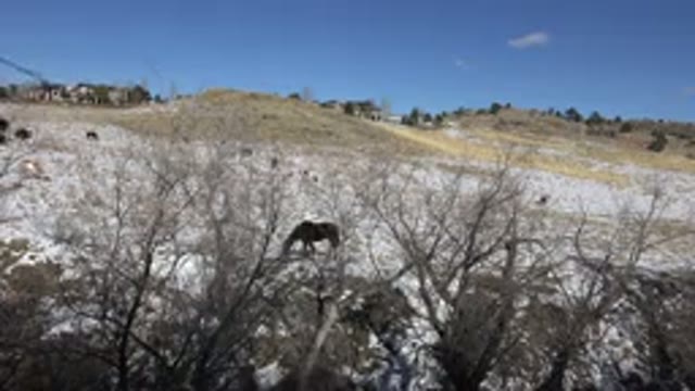 GOLDEN COLORADO-2015: Brown Horse Eating Grass On A Prairie That Is Partially