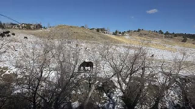GOLDEN COLORADO-2015: Horses Graze On Snow Covered Hillside With Leafless Trees