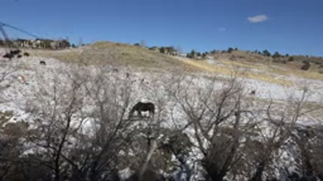 GOLDEN COLORADO-2015: Brown Horse Grazing In Tan Field On A Sunny Day