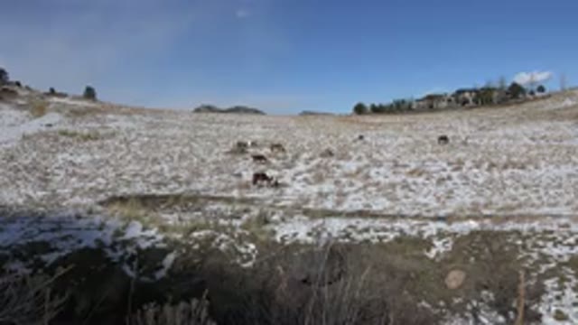 GOLDEN COLORADO-2015: Field With Snow And Sun And Horses