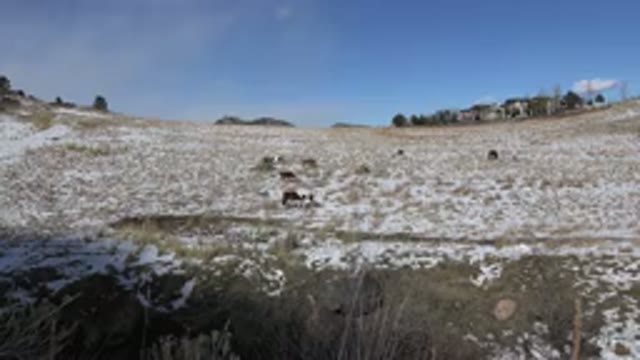 GOLDEN COLORADO-2015: A Large Animal Walking Across a Dry, Golden Desert Landscape