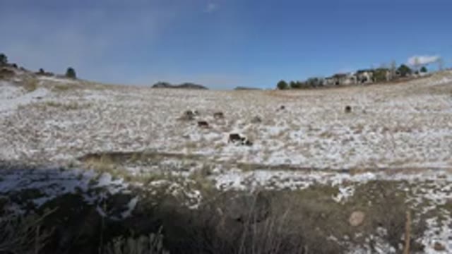 GOLDEN COLORADO-2015: Cattle In Snowy Field