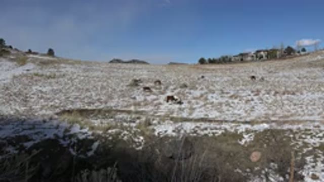 GOLDEN COLORADO-2015: Field Covered With Snow And Grass And Animals