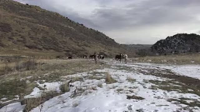GOLDEN COLORADO-2015: Beautiful Landscape With Horses Walking Along the Hill