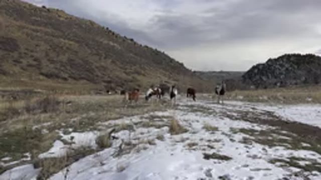 GOLDEN COLORADO-2015: Horses In Distance One Walks Closer To Camera Snow Covered