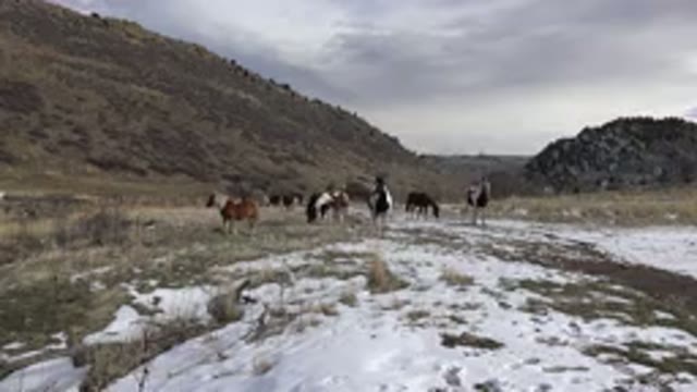GOLDEN COLORADO-2015: Horses In The Wild Eating Grass On A Cloudy Day
