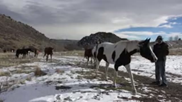 GOLDEN COLORADO-2015: Man In A Field With Snow And Horses In Winter