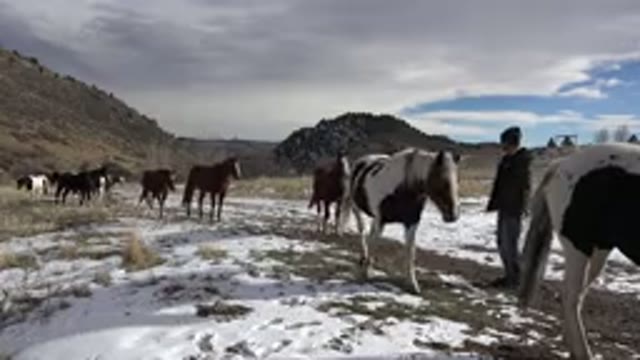 GOLDEN COLORADO-2015: Man Watches Horses Move in Direction of Camera Through Snow