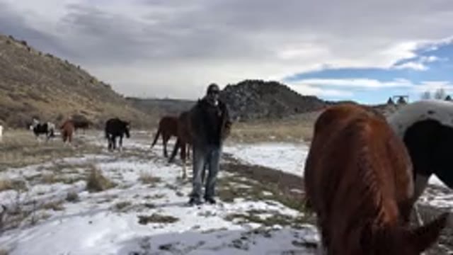 GOLDEN COLORADO-2015: Man Watching His Horses As They Graze In A Snowy And